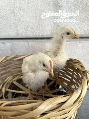  1 صوص دجاج لاحم عدد 2