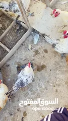  1 دجاج برانكيز الفيومي العمر خمس اشهر