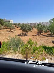  1 البنيات / ارض 580م حوض مرج الفلاح بسعر جيد