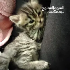  7 6 قطط للبيع الام وأطفالها عمر الام سنه وشهرين والأطفال شهر ونصف