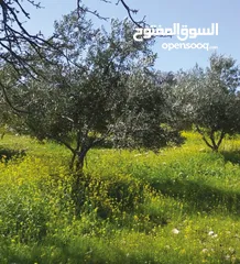  1 أرض سكنية مزروعة زيتون في السلط / الصبيحي / سيحان / 1200 متر