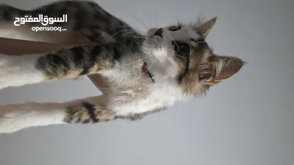  1 قطه للتبني