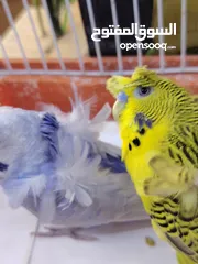  2 فحلين هوجو روما فحل تكساس فحل كلير وينج رينبو