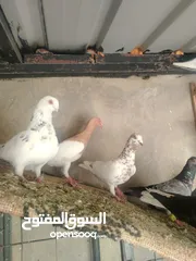 11 جواز و حبات
