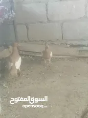  15 جوزين يهودي جوز اصفر وجوز احمر على صفره