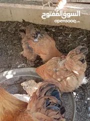  4 دجاج كوشن بياض للبيع