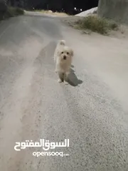  1 انثى فرنش تيرير للبيع عمرها 3 سنوات
