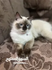  7 قط بيرمان ذكر