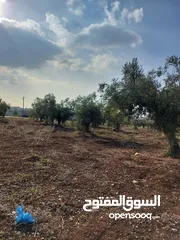  1 ارض زراعية ،مشجرة زيتون للبيع،ابسر ابو علي