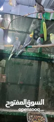  5 طيور محميه كوكتيل  حمام ملكي  طيور حب  فناجس