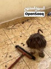  2 كلب مالتيز عمر 8