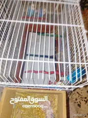  9 عصافير للبيع