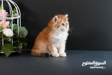  5 Scottish  Fold kittens  for adoption