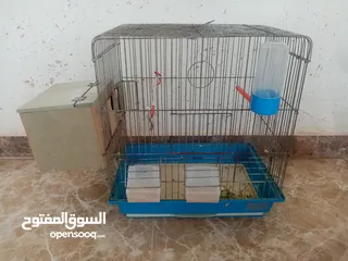  4 طيور حب للبيع