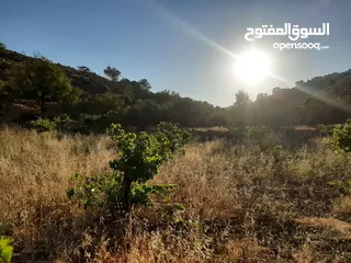  2 ثلاث دونم و700 متر كوشان طابو مراح رباح