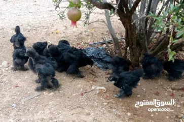  9 وز سوبر جامبو وجاج كوشن ومصوف
