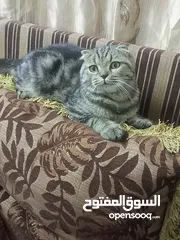  5 سكوتش فولد ماربل