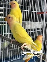  2 عصافير روز