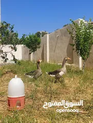  4 جوز وز حجم جامبو للبيع او للبدل على جاج بياض او ارانب موجود في جرش
