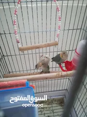  1 ببغاء روز البيع مع قفص صغير ثلاث عمر ثلاث شهور تقريبا ما شاء الله  لاعبين  الله يبارك لصاحب النصيب