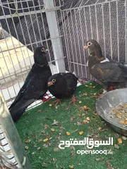  15 جواز بسعر الحرق كله شغال الجوز ب6 دنانير