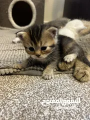  7 Kittens (Adorable)