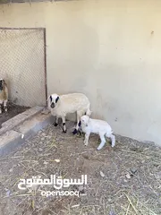  2 جاعده وتحتها كبش