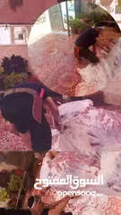  9 لحام متنقل ذبح أضاحي خاروف عجل بلدي جمل غنم بلدي روماني برزيلي كولمبي اسباني خروف بلدي جزار متنقل