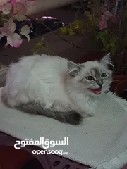  1 قطه عمرها شهرين