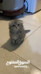  6 الام شنشلاا والاب سكوتش