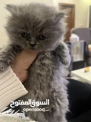  2 انثى بريتش ستريت شعر كثيف  لعوبة كتير واسمها بوتشي