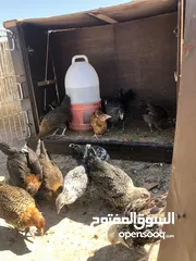  3 19 فرحه  بصلات علا النبي