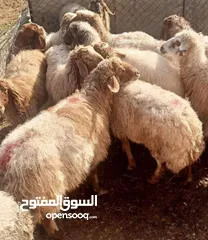  5 نبدأ بصلاة عل رسول الله  عرووووض  -عرووووض. عروووض  - بمناسبة عيد الاضحى المبارك