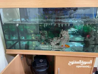  2 fish aquarium with dolphin filter