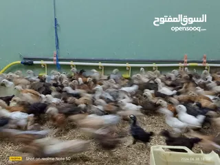  9 دجاج محلي مهجن عماني فرنسي عمر شهر ع 500بيسه فقط