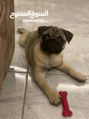  4 DOG PUG MALE