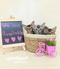  8 Purebred Abyssinian kittens Available  متوفر قطط حبشية أصيلة