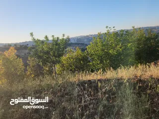  4 ارض مميزة للبيع 3000 متر في منطقة النعير
