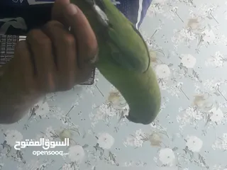  1 ببغاء درة جميل الجنس غير معروف