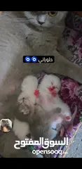  4 قطط للبيع في بغداد نوع سكوتش جمال وضخامه مع دفاتر لقاح وجواز للفحل