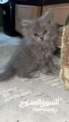  6 قطط سكوتس مكس هملايا