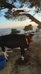  2 بقر لخم ام  ثالت