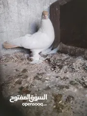 2 طيره بالوني المانية لون اصفر