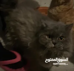  6 قطط للتبني