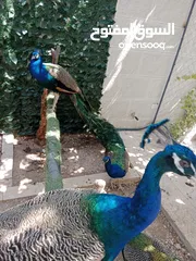  1 طاووس للبيع