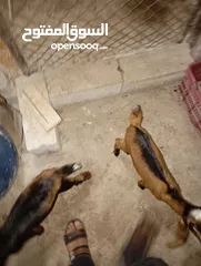  2 عنزه معها سخله وجدي موجوده بلواء الكوره سموع للتواصل عسوق المفتوح او واتس