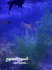  4 حوض سمك جاهز كامل ... اقرا الوصف