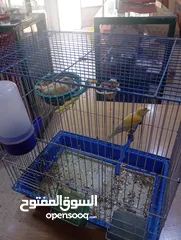  8 جوز كناري منتجات جزري و اصفر