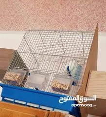  6 جوزين حب البينو جوز ابيض وجوز اصفر وابيض