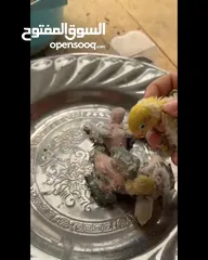  5 افراخ غندوه للبيع